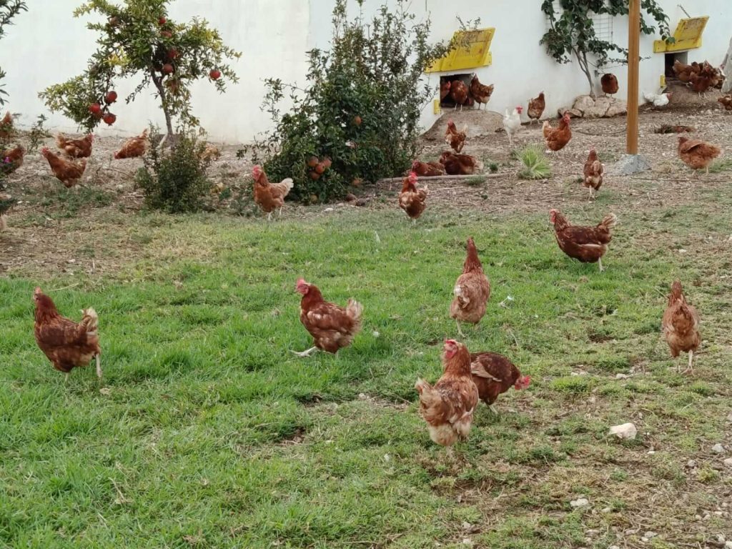 Gallinas camperas felices y en libertad